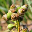 Image of Eucalyptus exserta F. Müll.