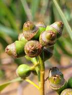 Plancia ëd Eucalyptus exserta F. Müll.