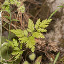 Image of bristlefruit hedgeparsley