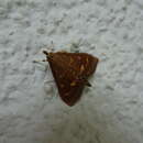 Ostrinia scapulalis Walker 1859 resmi