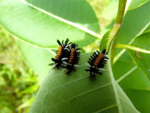 Image of Milkweed Tussock Moth