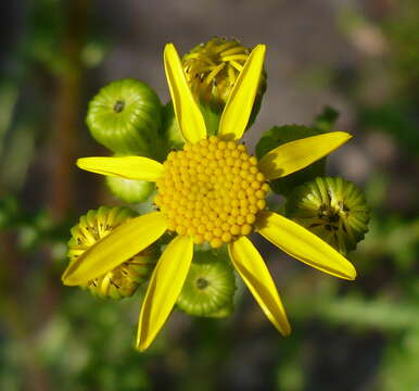 Image of eastern groundsel