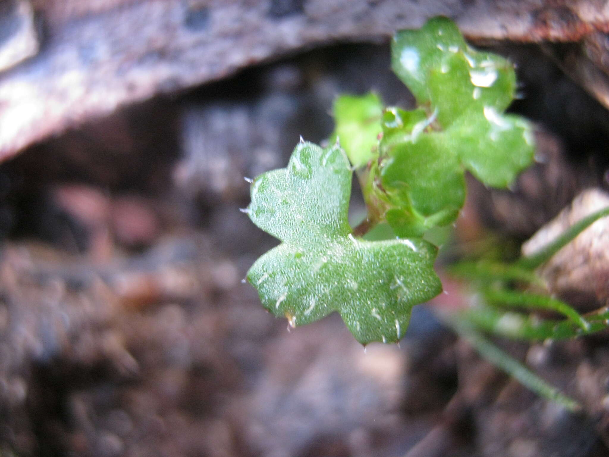 Image of Hydrocotyle callicarpa Bunge