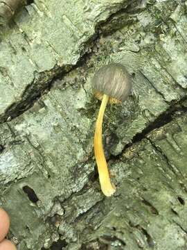 Image of Pluteus longistriatus (Peck) Peck 1885