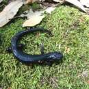 Image of Santa Cruz Black Salamander