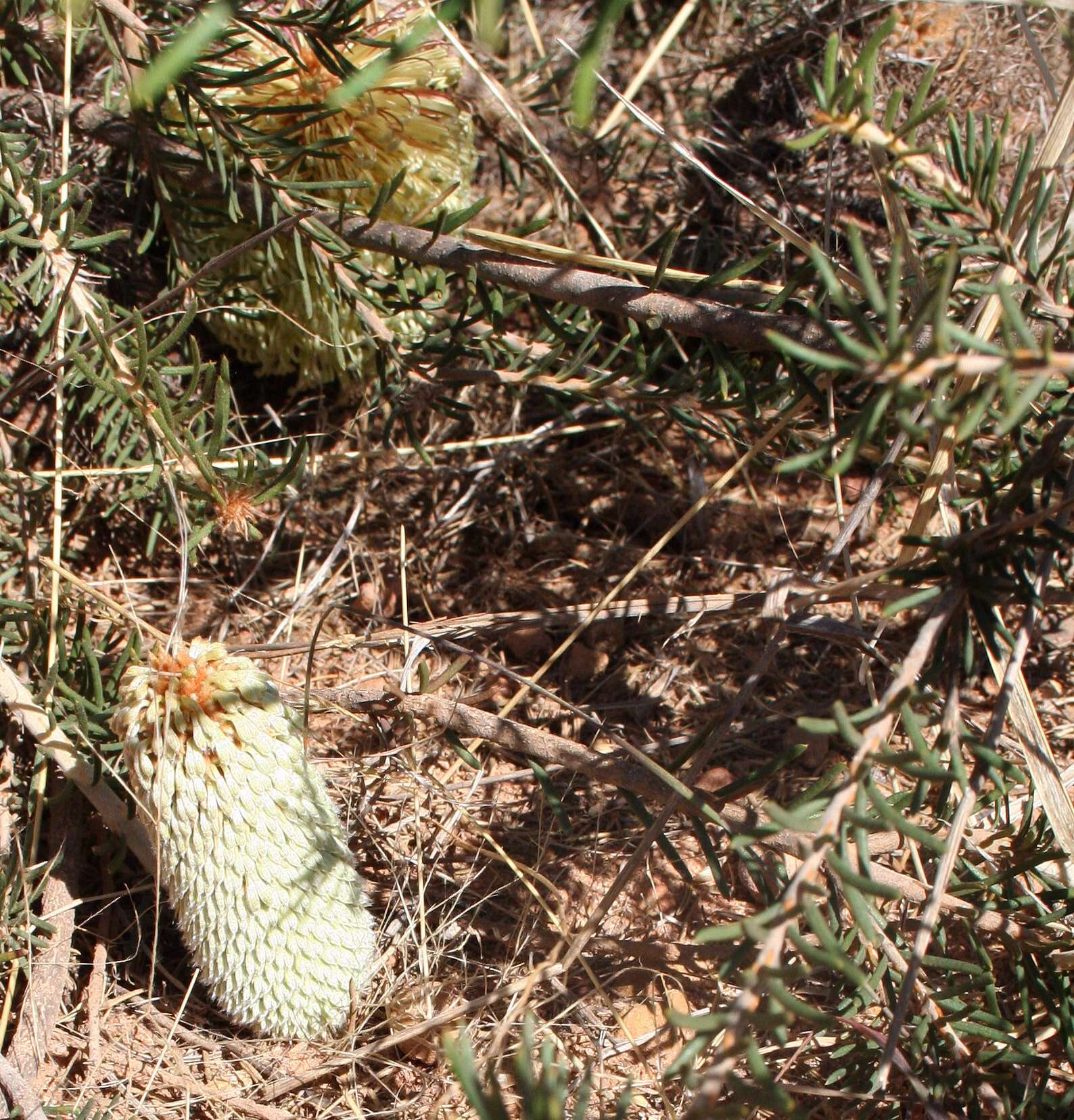 Image of Burma road banksia