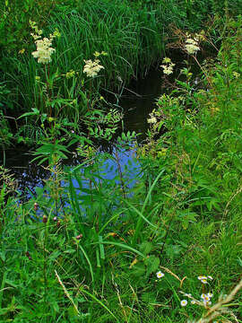 Image of Meadowsweet