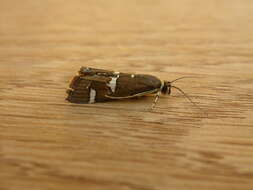 Image of Beet webworm moth