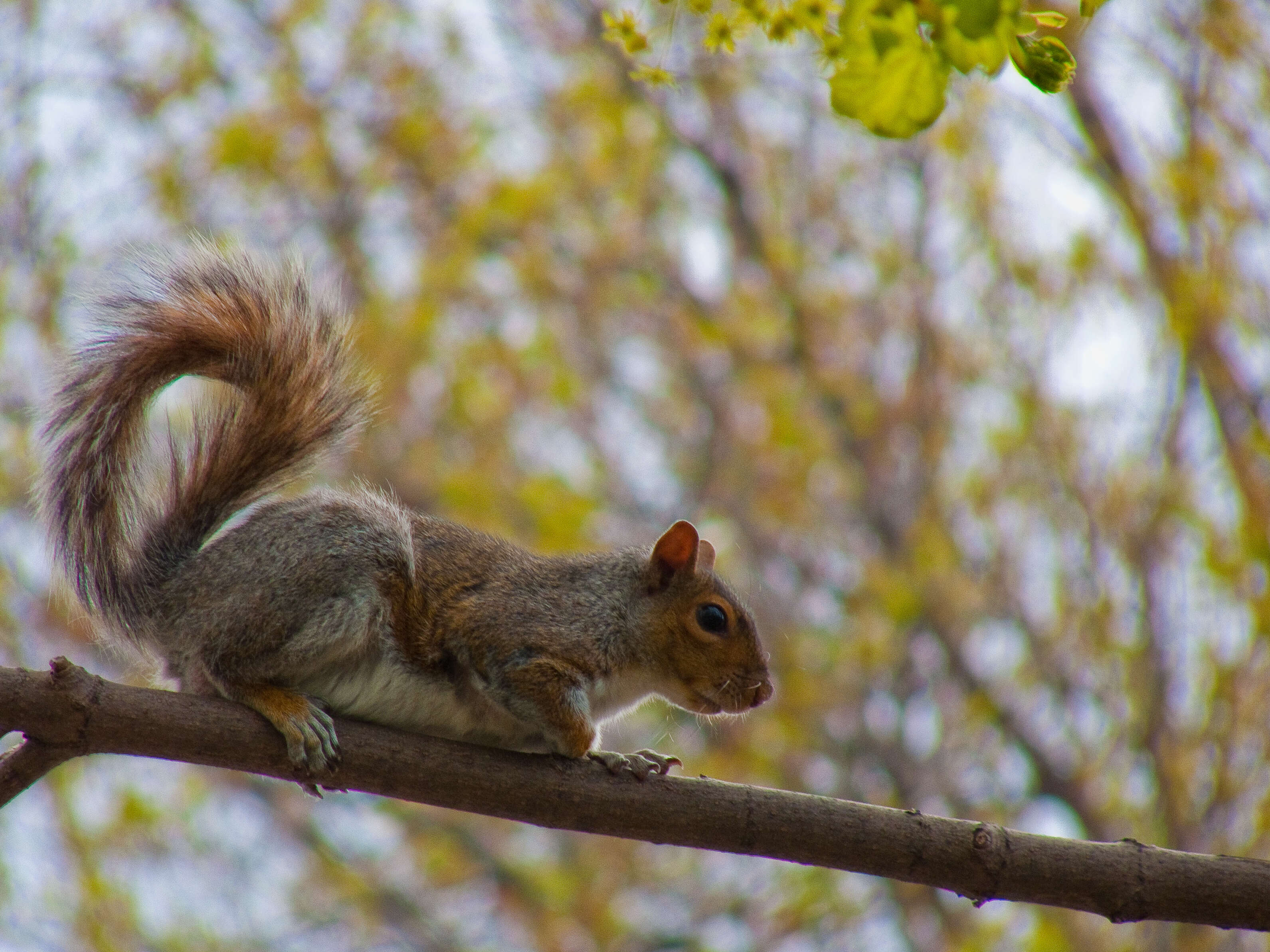 Image of Sciurus subgen. Sciurus Linnaeus 1758