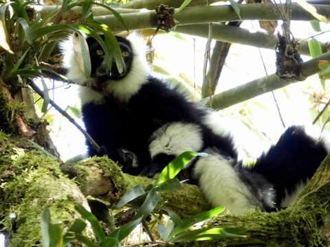 Image of Black-and-white Ruffed Lemur