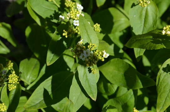 صورة Eutrema integrifolium (DC.) Bunge