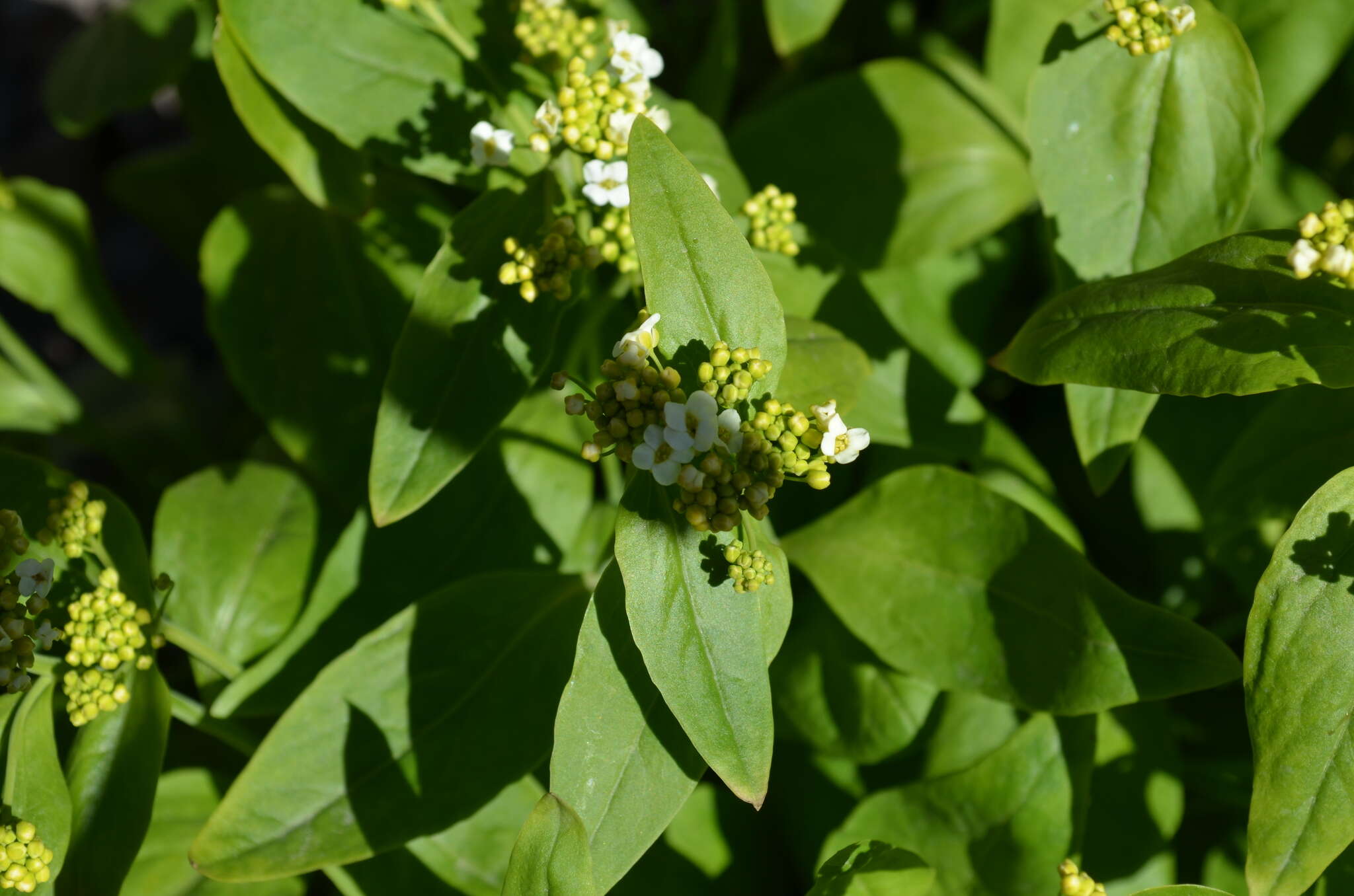 Imagem de Eutrema integrifolium (DC.) Bunge