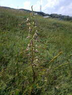 Image of Himantoglossum caprinum (M. Bieb.) Spreng.