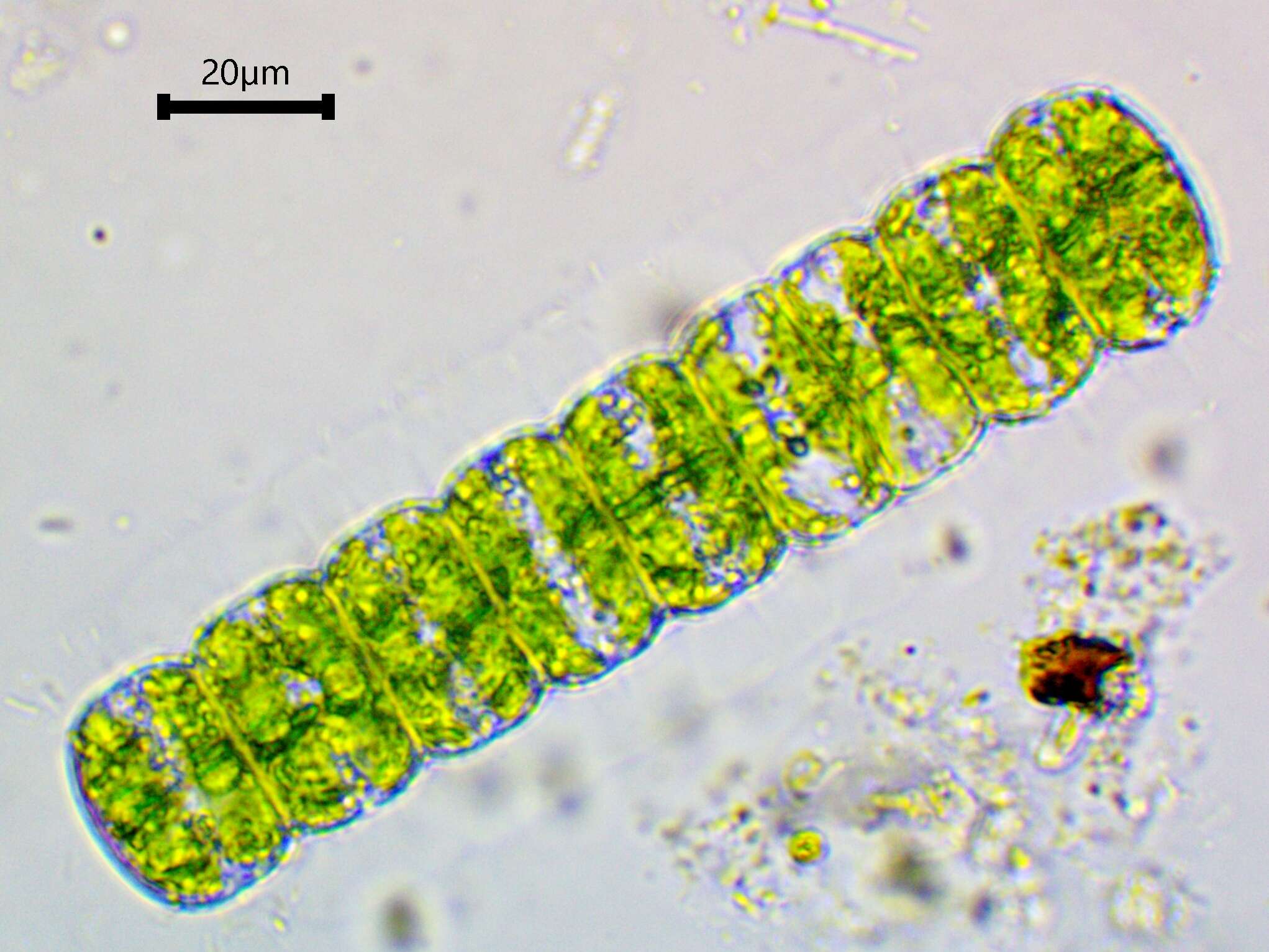 Image of Hyalotheca Ehrenberg ex Ralfs 1848