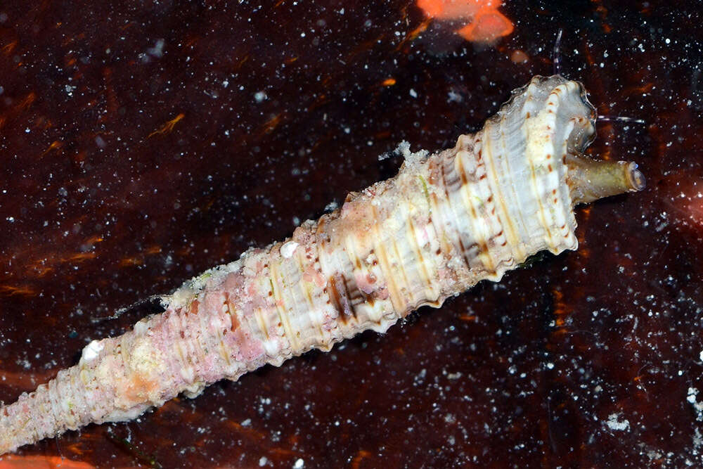 Image of Euthymella kosugei B. A. Marshall 1983