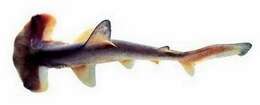 Image of Curry Shark