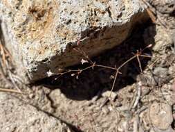 Image of Redding buckwheat