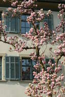 Image of Saucer magnolia