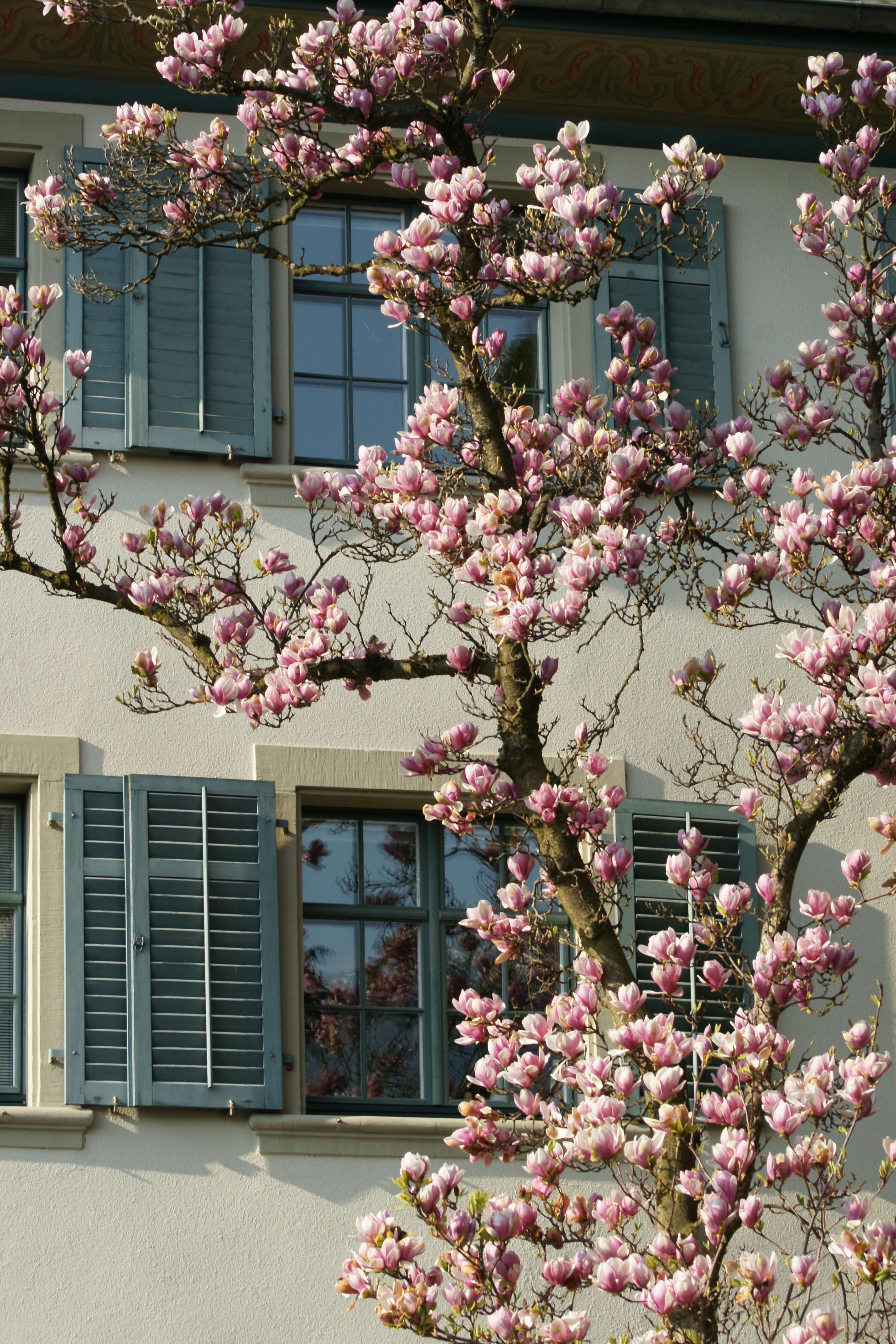 Image of Saucer magnolia