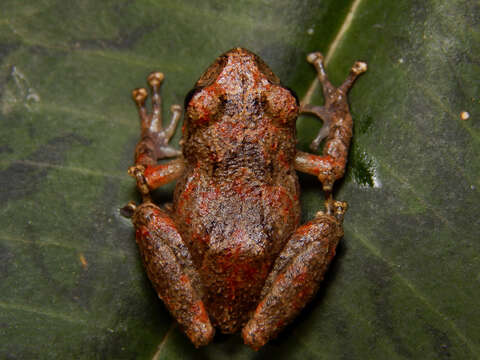 Image of Pristimantis paisa (Lynch & Ardila-Robayo 1999)