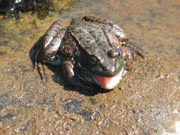 Image of Green Frog