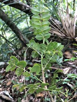 Sivun Zanthoxylum punctatum Vahl kuva