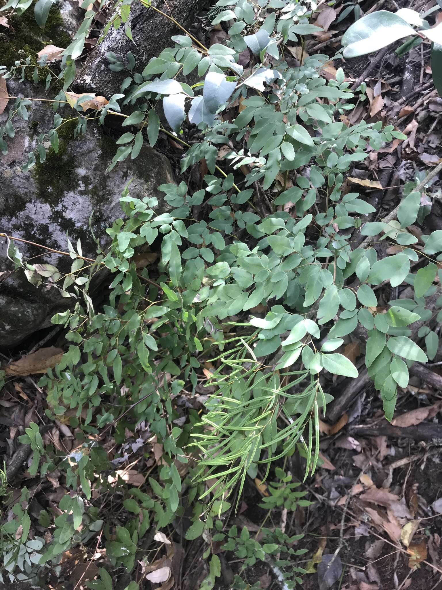 Слика од Llavea cordifolia Lag.