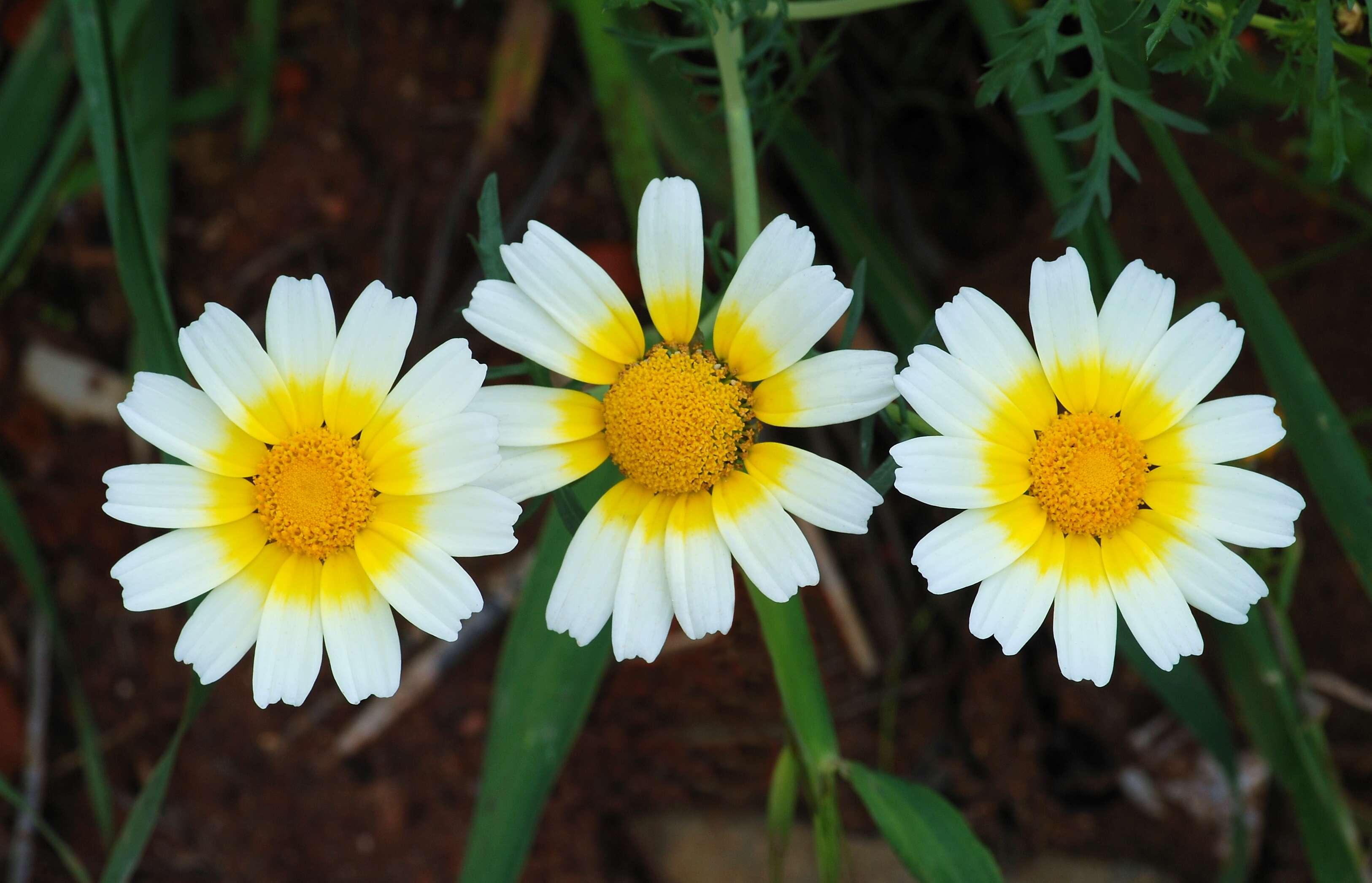 Image of Crown daisy