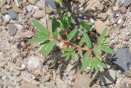 صورة Euphorbia polygonifolia L.