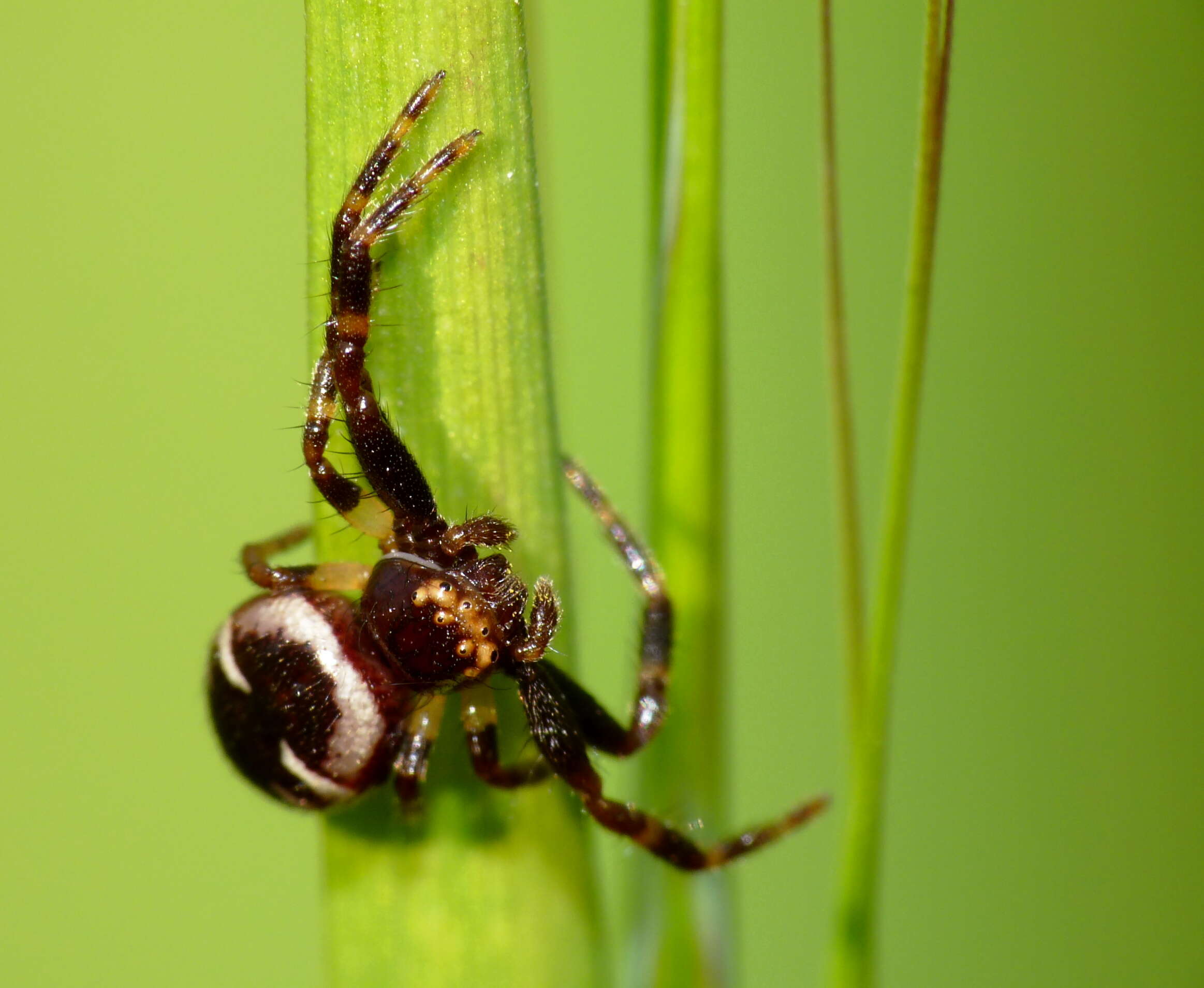 صورة Synema globosum (Fabricius 1775)