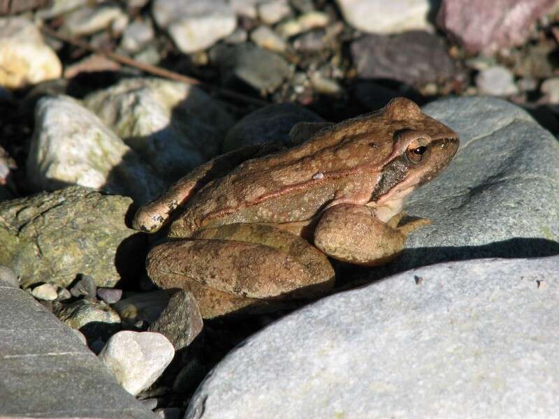 Image of Balkan Stream Frog