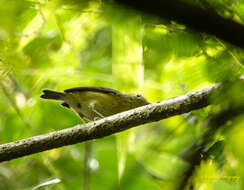 Image of Pygmy Flycatcher