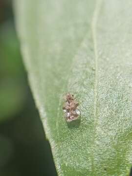 Image of Oak Lace Bug