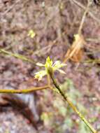 Image of blackfruit dogwood