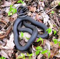 Image of Rat snakes