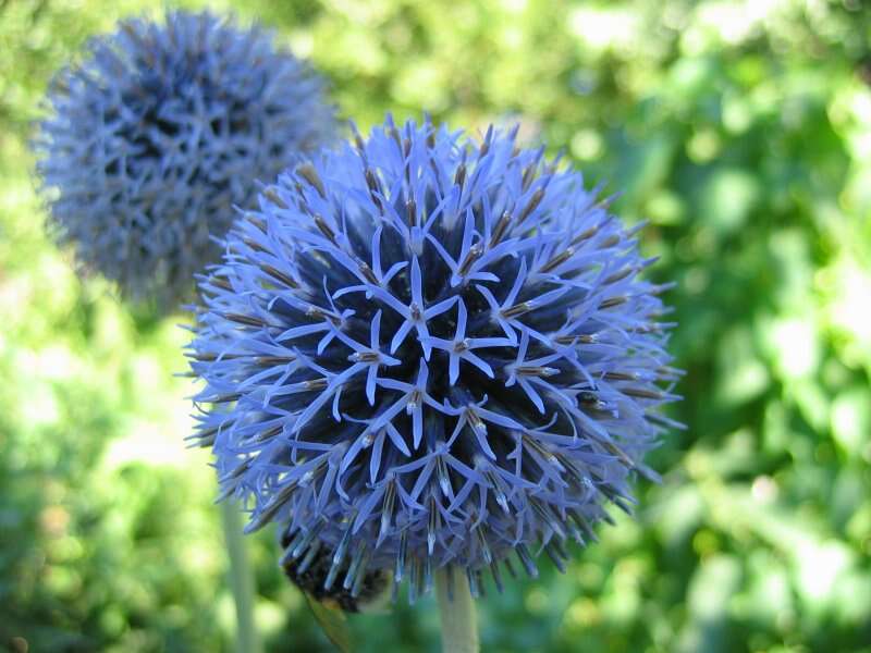 Image of southern globethistle