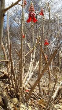 Imagem de Erythrina decora Harms