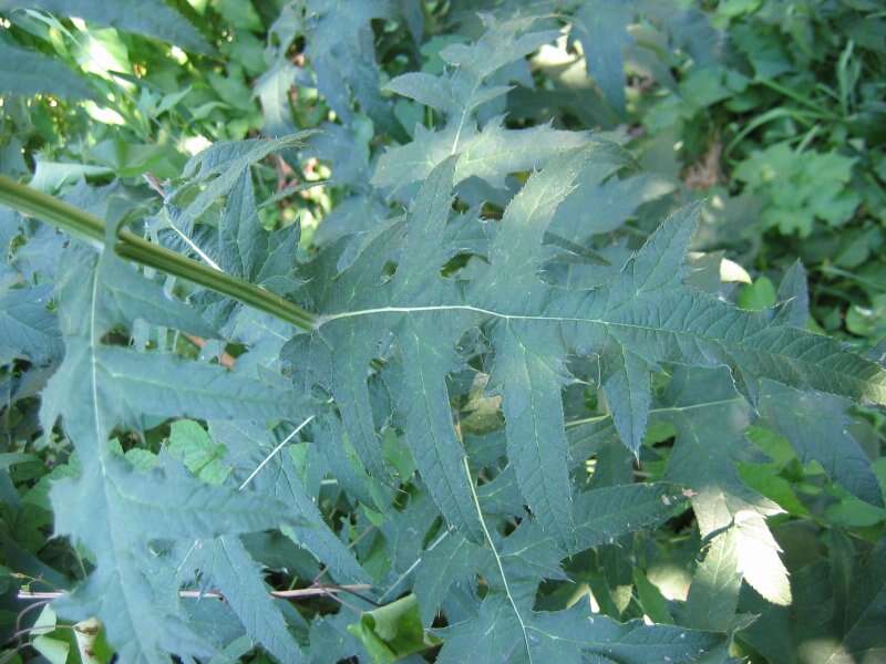 Image of southern globethistle