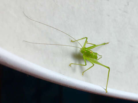 Image of southern oak bush-cricket