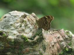 Image of Common Tree Brown