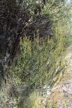 Imagem de Epacris pauciflora A. Rich.