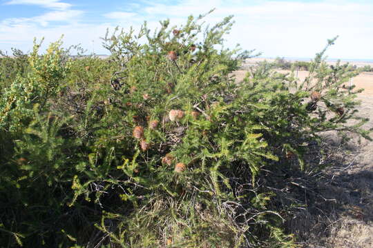 Image of Burma road banksia