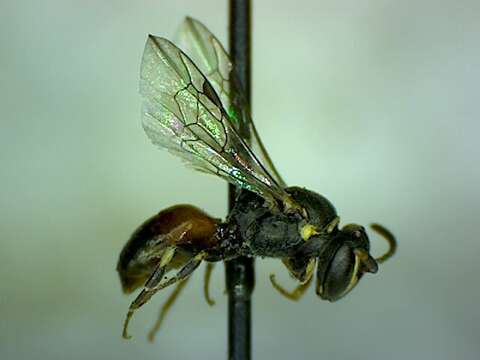 Image of Hylaeus royesi Raw 1984