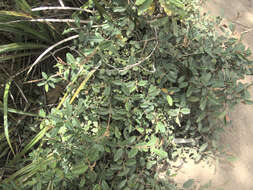 Image of Pomaderris paniculosa subsp. novaezelandiae (L. B. Moore) N. G. Walsh