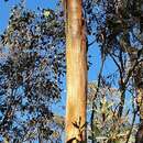 Image of Eucalyptus froggattii Blakely