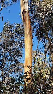 Image of Eucalyptus froggattii Blakely