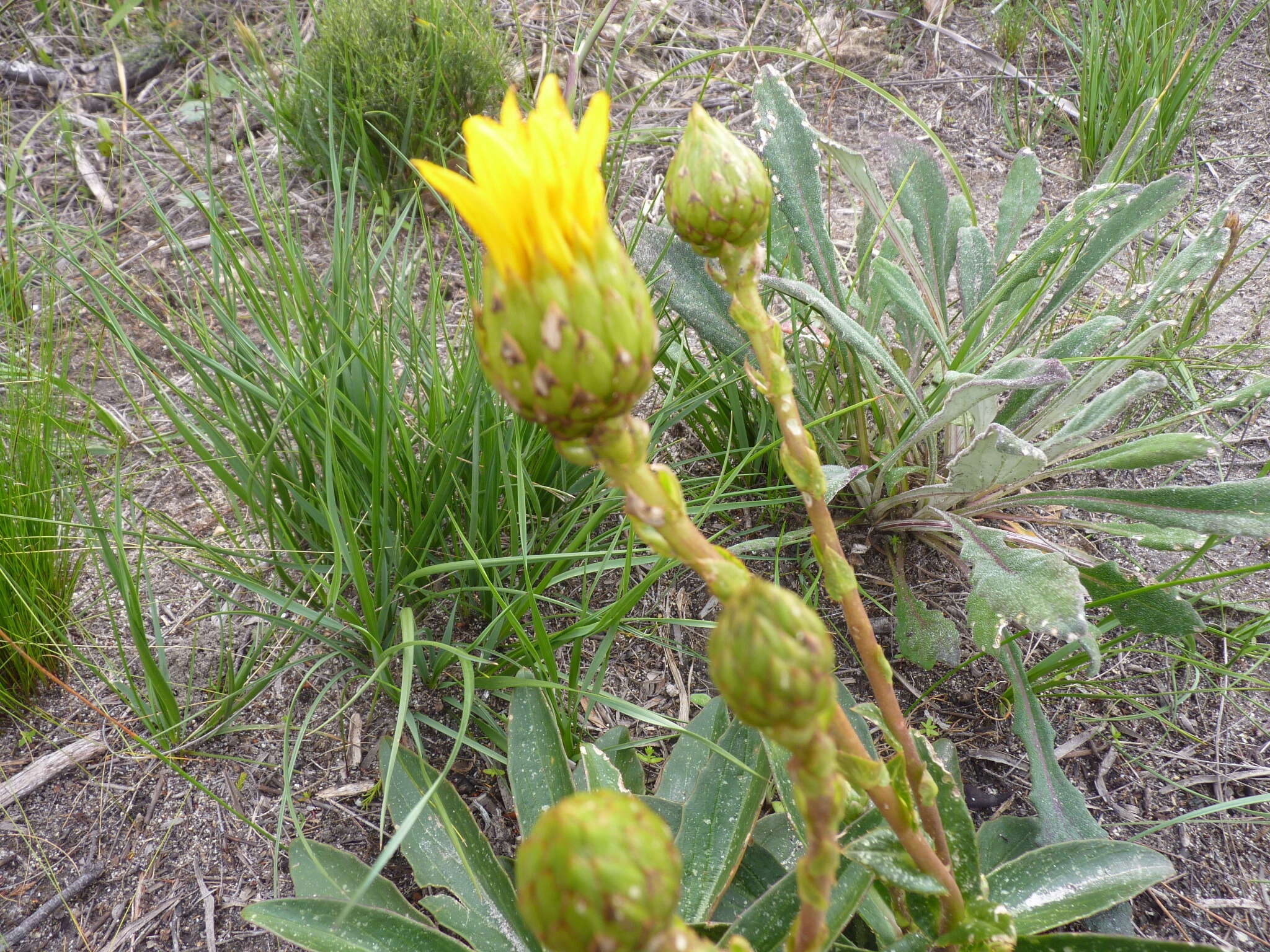 Imagem de Berkheya herbacea (L. fil.) Druce