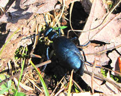 Image of Short-Winged Blister Beetle