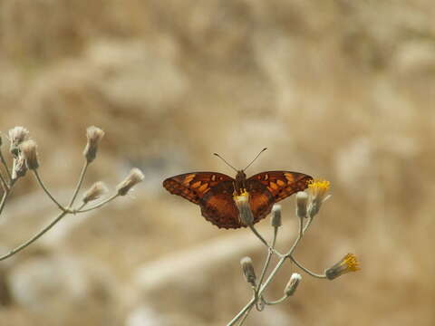 Image of Euptoieta hegesia meridiania Stichel 1938