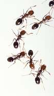 Image of Fire Ants and Thief Ants